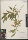 Foto von Salix L.